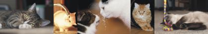 Bild "Home:banner_katzen.jpg"