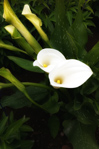 Bild "Kurse-Seminare-Ausbildungen:calla_01_thumb.jpg"