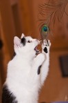 Bild "Kurse-Seminare-Ausbildungen:img_17565_thumb.jpg"
